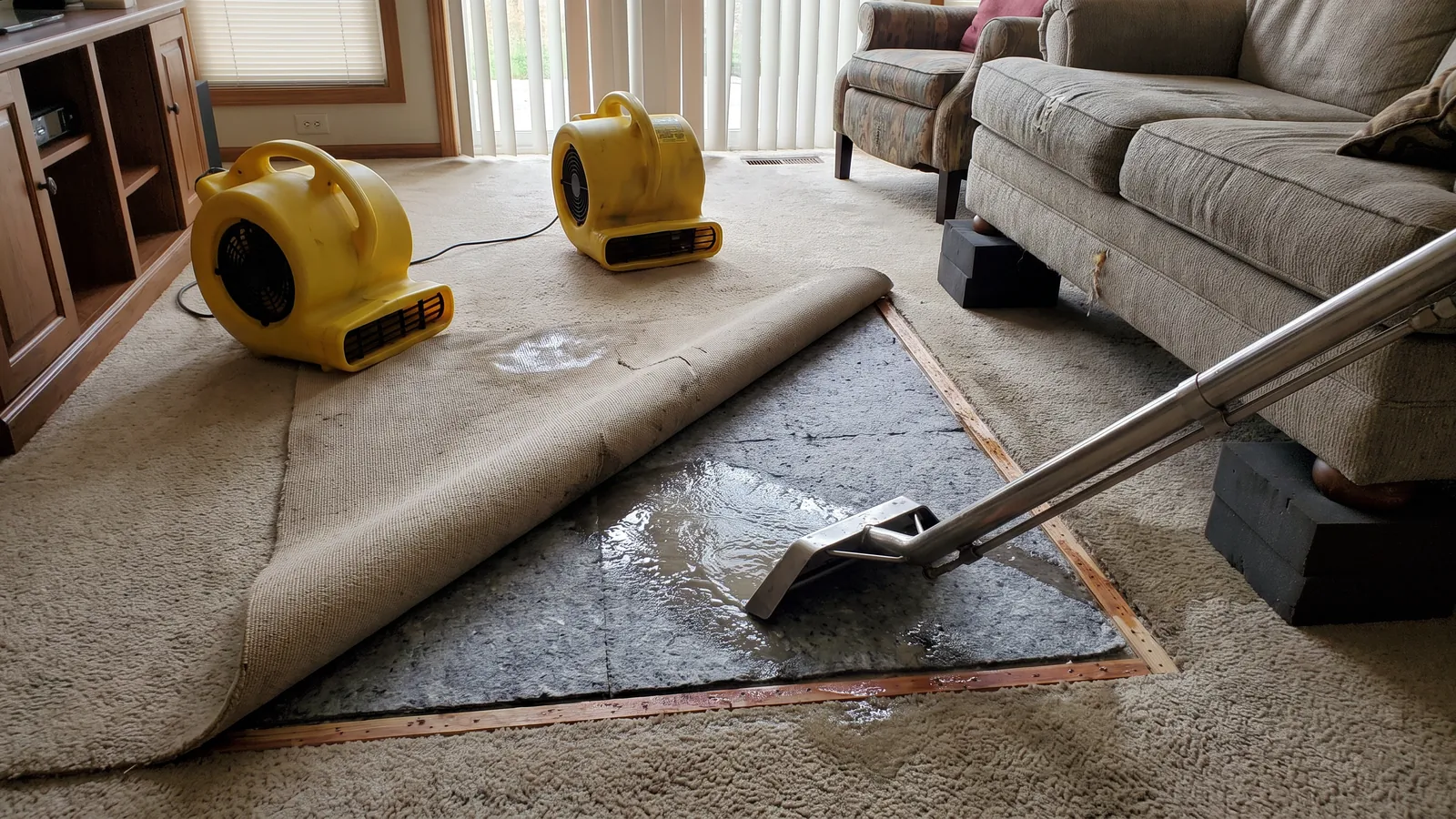 Carpet pulled back from the tack strip in the corner of a flooded family room, wet pad exposed, an extraction wand at work and two air movers blowing across the floor